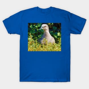 Mourning dove T-Shirt